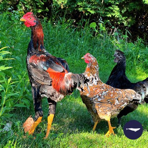 We offer Ameraucana, Copper Marans, Delaware, Olive Egger and Welsummer breeds. . Indio gigante chickens